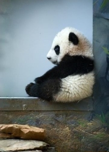 Panda Nggak Lucu